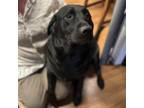 Adopt Mollie a Black Labrador Retriever