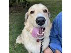 Adopt Elle Woods a Mixed Breed