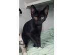 Adopt Raya a Domestic Short Hair