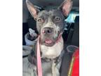 Adopt Carat a Pit Bull Terrier