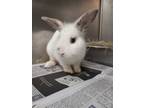 Adopt Yahtzee a American, Bunny Rabbit