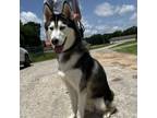 Adopt Dash a Husky