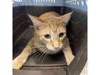 Adopt Marcel a Domestic Short Hair