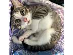 Adopt Champ a Domestic Short Hair