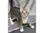 Adopt Preston a Domestic Short Hair