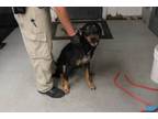 Adopt Monster a Rottweiler, Mixed Breed