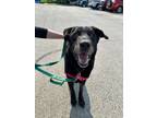 Adopt McGee a Mixed Breed