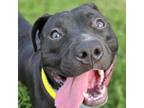 Adopt Master Blaster a Mixed Breed