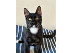 Otto, Domestic Shorthair For Adoption In Manor, Texas