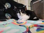 Blinky, Domestic Shorthair For Adoption In Madison Heights, Michigan