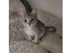 Dippin Dots (available For Pre-adoption), Domestic Shorthair For Adoption In