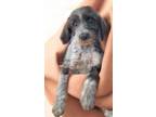 Adopt Jester Jumblefluff a Poodle, Catahoula Leopard Dog