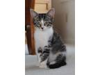 Adopt Diesel a Domestic Short Hair