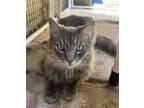 Adopt Peekaboo a Domestic Long Hair, Domestic Short Hair