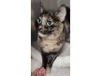 Adopt Phoebe a Domestic Short Hair