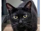 Adopt Margot a Domestic Short Hair