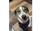 Dog for adoption - Duke, a Pointer Mix