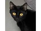 Adopt Bonsai a Domestic Short Hair