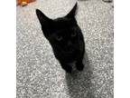 Adopt Ruby a Domestic Short Hair