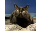 Adopt Lilly a Domestic Short Hair