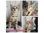 Adopt Gretchen Wieners - NN a Domestic Short Hair