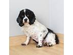 Adopt Alma D17200 a Cocker Spaniel