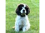 Adopt Taylor D17199 a Cocker Spaniel