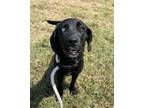 Adopt Piper a Labrador Retriever, Mixed Breed