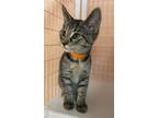 Adopt Rosie a Domestic Short Hair