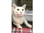 Adopt Pearl a Domestic Short Hair