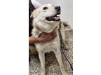 Adopt Precious a Siberian Husky, Mixed Breed