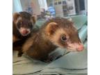 Adopt Jaime bonded to Sierra a Ferret