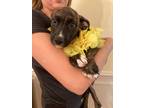 Adopt Lilac a Labrador Retriever, Hound