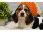 Beagle Puppy for sale in Springfield, MO, USA