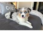 Miniature Australian Shepherd Puppy for sale in Oklahoma City, OK, USA