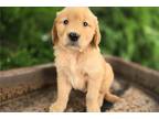 Golden Retriever Puppy for sale in Fort Wayne, IN, USA