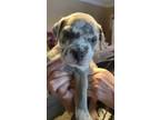 Adopt Gabriella a Catahoula Leopard Dog, Pit Bull Terrier