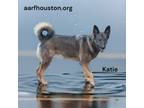 Adopt Katie 3 a German Shepherd Dog, Australian Cattle Dog / Blue Heeler