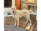 Adopt Callie a Labrador Retriever, Terrier