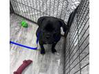 Adopt Magic Beauty - Garrone a Pug, Boxer