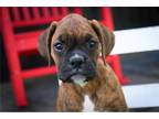 Boxer Puppy for sale in South Bend, IN, USA