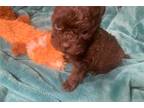 Maltipoo Puppy for sale in Fort Worth, TX, USA