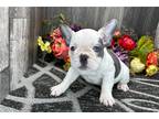 French Bulldog Puppy for sale in South Bend, IN, USA