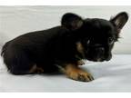 French Bulldog Puppy for sale in Chicago, IL, USA