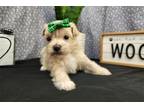 Maltipoo Puppy for sale in Springfield, MO, USA