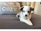 Miniature Australian Shepherd Puppy for sale in Oklahoma City, OK, USA