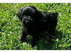 Mutt Puppy for sale in Chattanooga, TN, USA