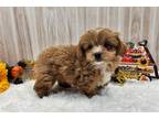 Wapoo Puppy for sale in Springfield, MO, USA