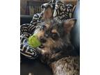 Adopt WILEY in MO a Yorkshire Terrier