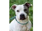 Adopt Ada a Pit Bull Terrier, Hound